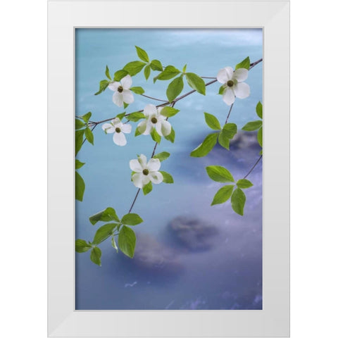WA, Olympic NF Flowering Pacific dogwood branch White Modern Wood Framed Art Print by Paulson, Don