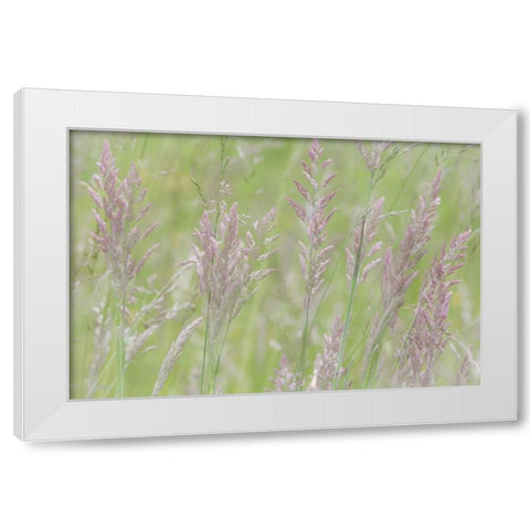 USA, Washington, Seabeck Grasses in motion White Modern Wood Framed Art Print by Paulson, Don