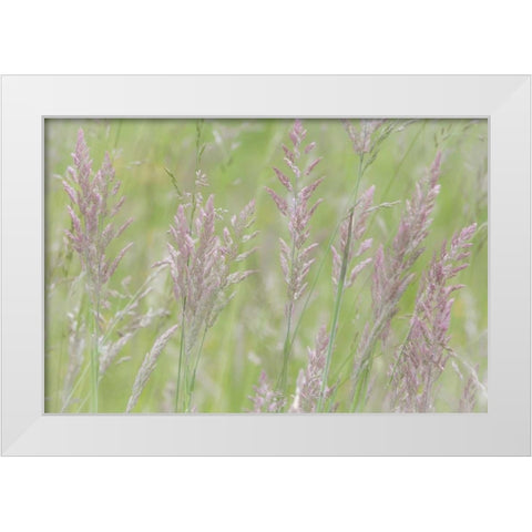 USA, Washington, Seabeck Grasses in motion White Modern Wood Framed Art Print by Paulson, Don