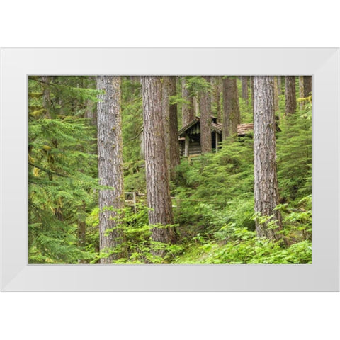 USA, Washington, Olympic NP Forest cabin shelter White Modern Wood Framed Art Print by Paulson, Don