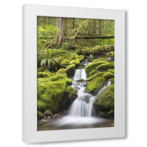 Washington, Olympic NP Small stream in forest White Modern Wood Framed Art Print by Paulson, Don