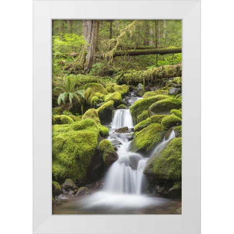 Washington, Olympic NP Small stream in forest White Modern Wood Framed Art Print by Paulson, Don