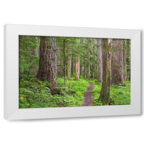 Washington, Olympic NP Old growth forest White Modern Wood Framed Art Print by Paulson, Don