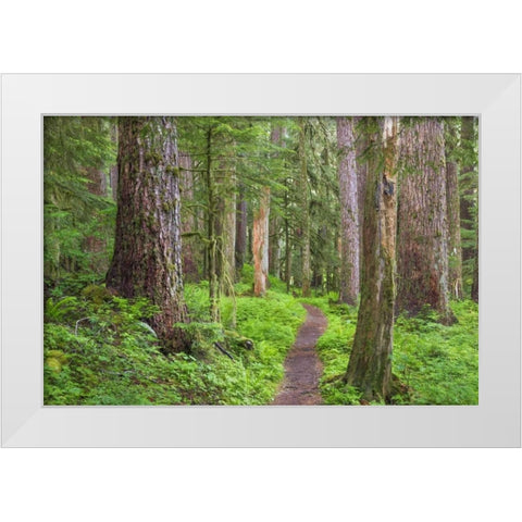 Washington, Olympic NP Old growth forest White Modern Wood Framed Art Print by Paulson, Don