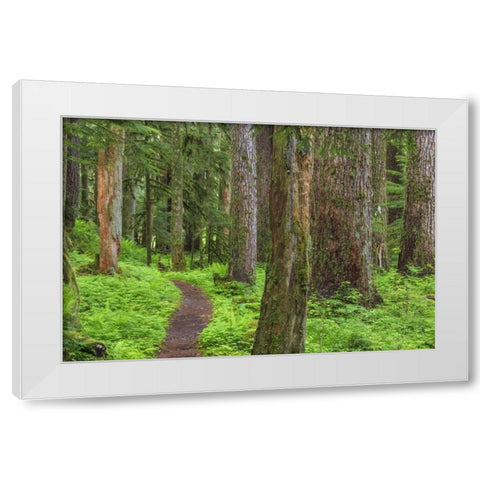 Washington, Olympic NP Old growth forest White Modern Wood Framed Art Print by Paulson, Don
