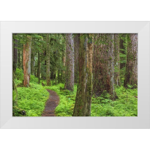 Washington, Olympic NP Old growth forest White Modern Wood Framed Art Print by Paulson, Don