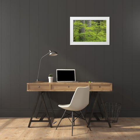 WA, Olympic NP Vine maple and Douglas fir trees White Modern Wood Framed Art Print by Paulson, Don