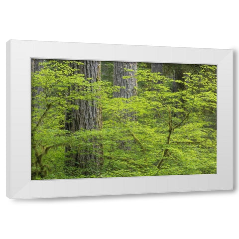 WA, Olympic NP Vine maple and Douglas fir trees White Modern Wood Framed Art Print by Paulson, Don