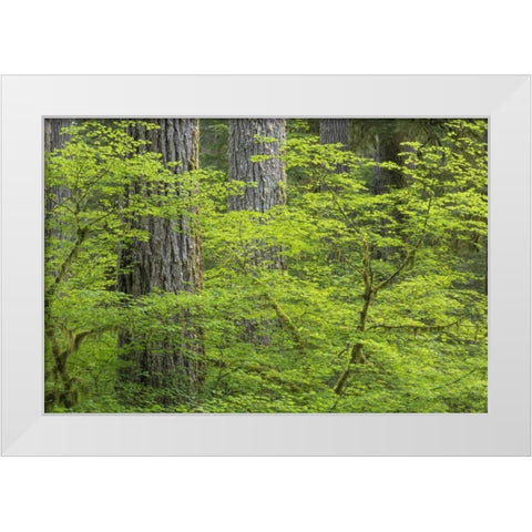WA, Olympic NP Vine maple and Douglas fir trees White Modern Wood Framed Art Print by Paulson, Don