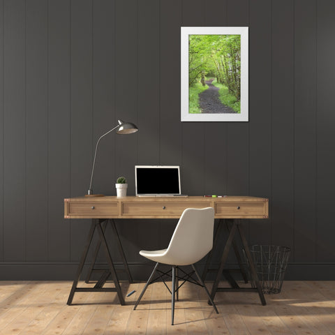 Washington, Olympic NP Trail through a forest White Modern Wood Framed Art Print by Paulson, Don