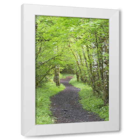 Washington, Olympic NP Trail through a forest White Modern Wood Framed Art Print by Paulson, Don