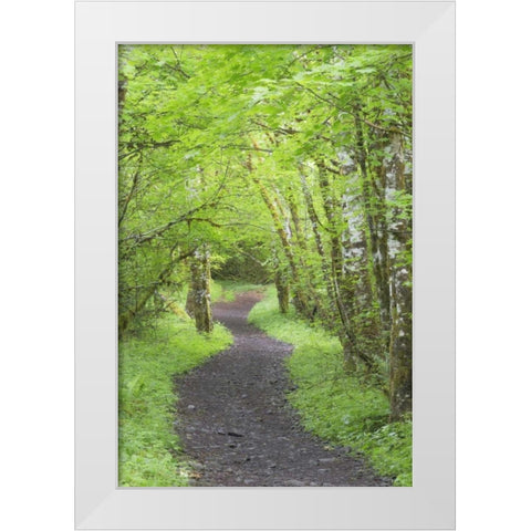 Washington, Olympic NP Trail through a forest White Modern Wood Framed Art Print by Paulson, Don