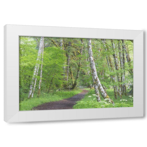 Washington, Olympic NP Trail through a forest White Modern Wood Framed Art Print by Paulson, Don