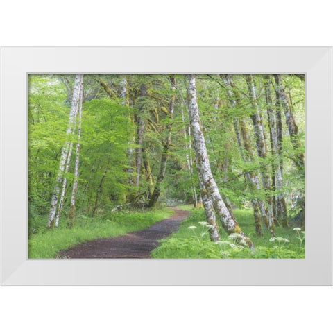 Washington, Olympic NP Trail through a forest White Modern Wood Framed Art Print by Paulson, Don