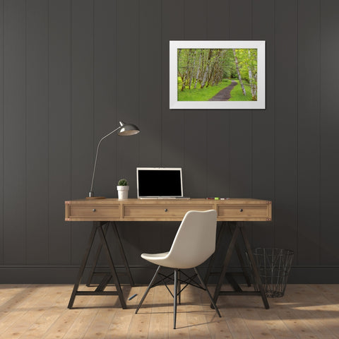 Washington, Olympic NP Trail through a forest White Modern Wood Framed Art Print by Paulson, Don