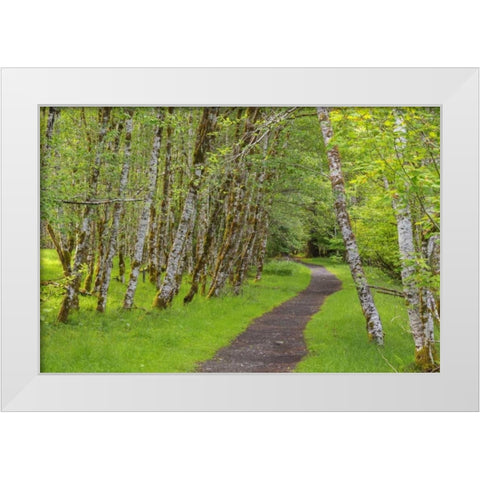 Washington, Olympic NP Trail through a forest White Modern Wood Framed Art Print by Paulson, Don