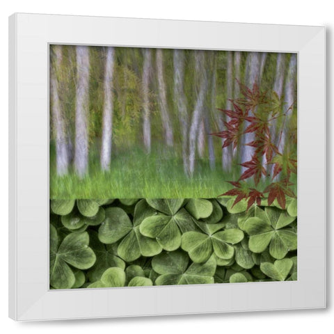 Washington Collage of alder trees and oxalis White Modern Wood Framed Art Print by Paulson, Don