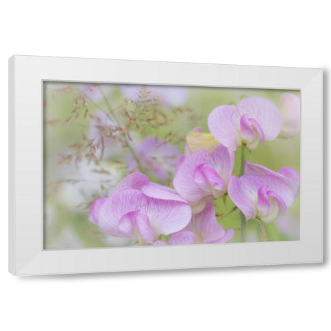 Washington, Seabeck Detail of sweet pea blossoms White Modern Wood Framed Art Print by Paulson, Don