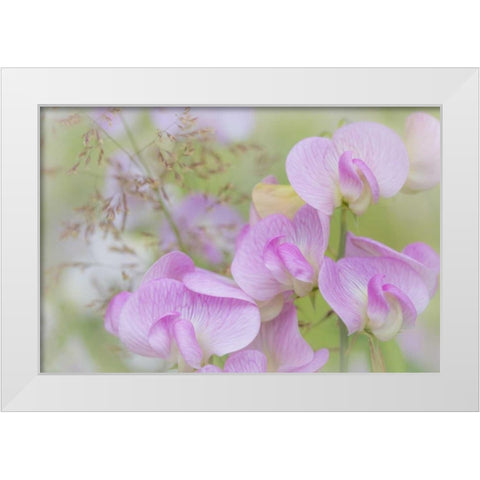 Washington, Seabeck Detail of sweet pea blossoms White Modern Wood Framed Art Print by Paulson, Don