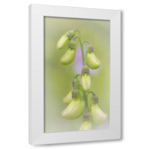 Washington, Seabeck Close-up of sweet pea buds White Modern Wood Framed Art Print by Paulson, Don