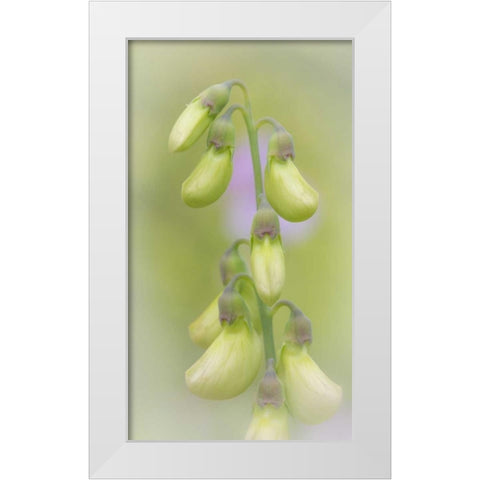 Washington, Seabeck Close-up of sweet pea buds White Modern Wood Framed Art Print by Paulson, Don