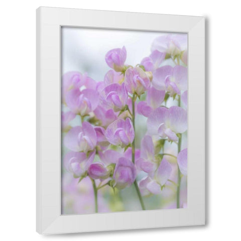USA, Washington, Seabeck Sweet pea blossoms White Modern Wood Framed Art Print by Paulson, Don