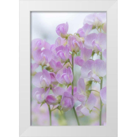 USA, Washington, Seabeck Sweet pea blossoms White Modern Wood Framed Art Print by Paulson, Don