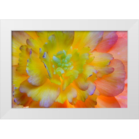 WA, Seabeck A back-lit, glowing begonia blossom White Modern Wood Framed Art Print by Paulson, Don