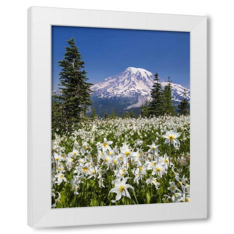 Washington Avalanche lilies and Mount Rainier White Modern Wood Framed Art Print by Paulson, Don