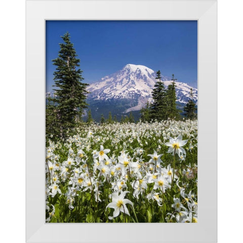 Washington Avalanche lilies and Mount Rainier White Modern Wood Framed Art Print by Paulson, Don