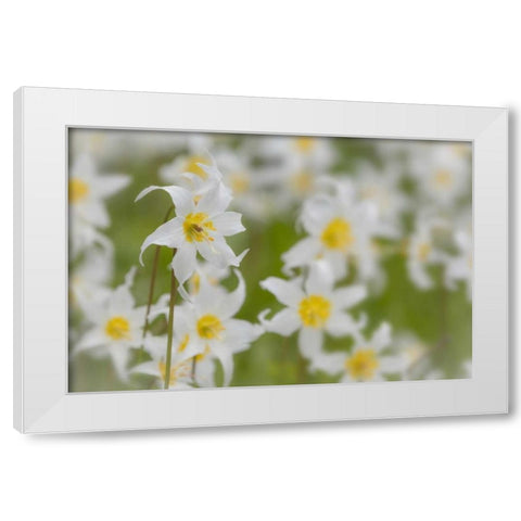 Washington, Mount Rainier NP Avalanche lilies White Modern Wood Framed Art Print by Paulson, Don
