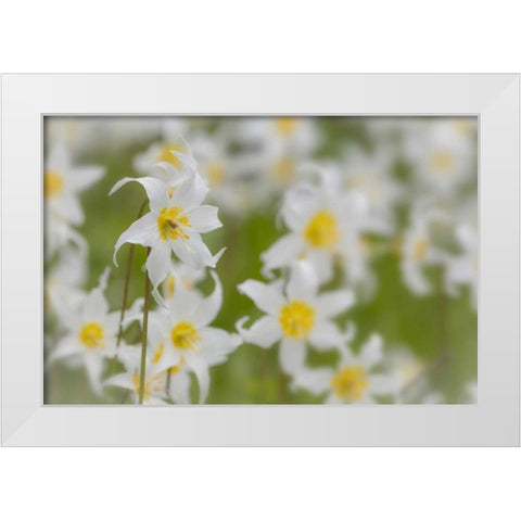 Washington, Mount Rainier NP Avalanche lilies White Modern Wood Framed Art Print by Paulson, Don