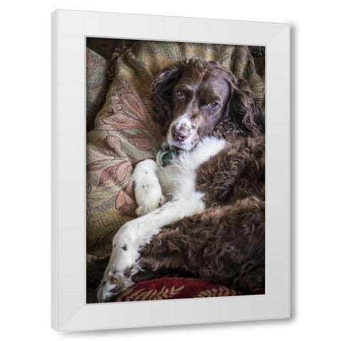 Washington English springer spaniel on couch White Modern Wood Framed Art Print by Paulson, Don