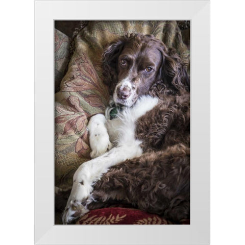 Washington English springer spaniel on couch White Modern Wood Framed Art Print by Paulson, Don