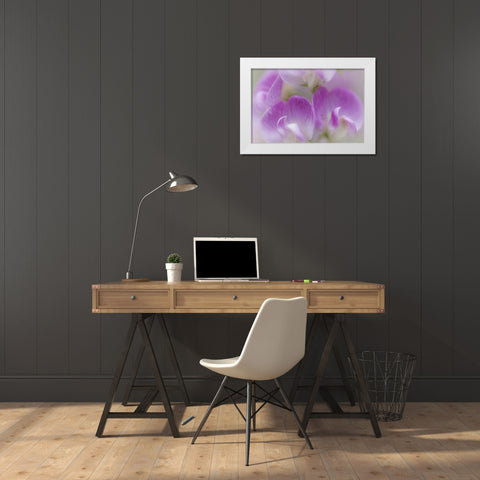 Washington, Seabeck Detail of sweet pea blossoms White Modern Wood Framed Art Print by Paulson, Don
