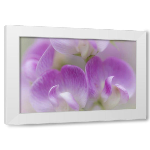 Washington, Seabeck Detail of sweet pea blossoms White Modern Wood Framed Art Print by Paulson, Don