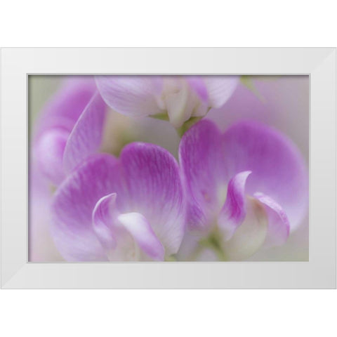 Washington, Seabeck Detail of sweet pea blossoms White Modern Wood Framed Art Print by Paulson, Don