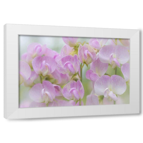 Washington, Seabeck Detail of sweet pea blossoms White Modern Wood Framed Art Print by Paulson, Don