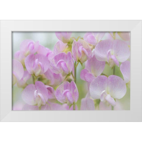 Washington, Seabeck Detail of sweet pea blossoms White Modern Wood Framed Art Print by Paulson, Don