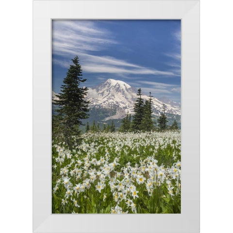 Washington Avalanche lilies and Mount Rainier White Modern Wood Framed Art Print by Paulson, Don