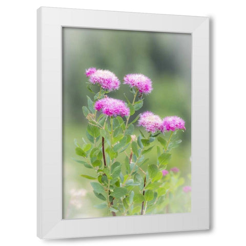 Washington, Mount Rainier NP Wildflowers White Modern Wood Framed Art Print by Paulson, Don