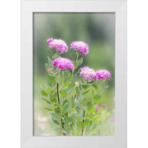 Washington, Mount Rainier NP Wildflowers White Modern Wood Framed Art Print by Paulson, Don