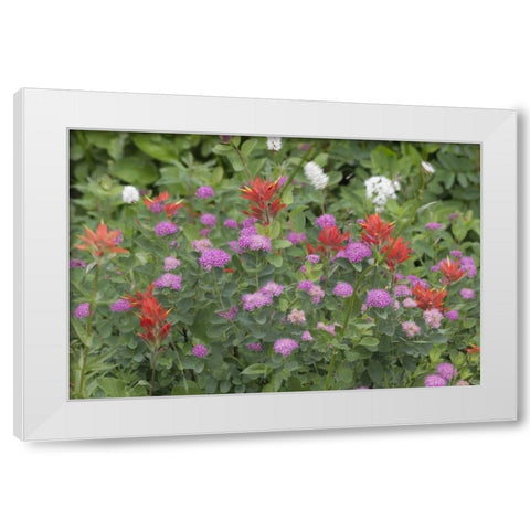 Washington, Mount Rainier NP Wildflowers White Modern Wood Framed Art Print by Paulson, Don