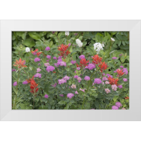 Washington, Mount Rainier NP Wildflowers White Modern Wood Framed Art Print by Paulson, Don