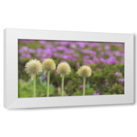 WA, Mt Rainier NP Western pasque flower seed White Modern Wood Framed Art Print by Paulson, Don