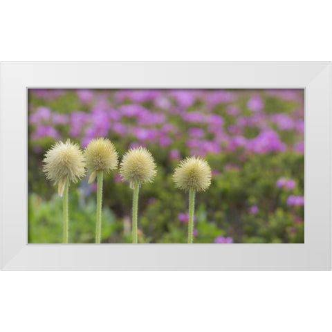 WA, Mt Rainier NP Western pasque flower seed White Modern Wood Framed Art Print by Paulson, Don