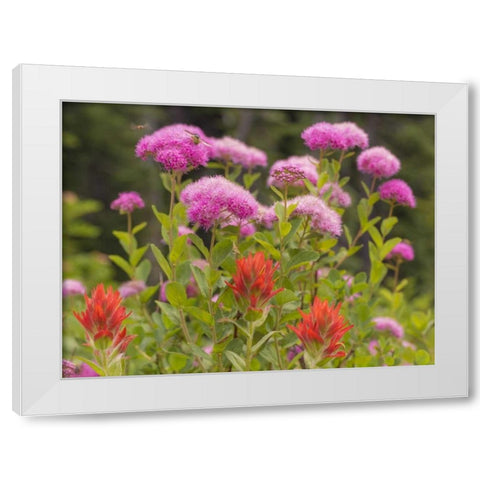 Washington, Mount Rainier NP Wildflowers White Modern Wood Framed Art Print by Paulson, Don