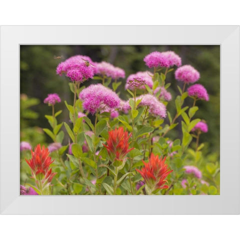 Washington, Mount Rainier NP Wildflowers White Modern Wood Framed Art Print by Paulson, Don