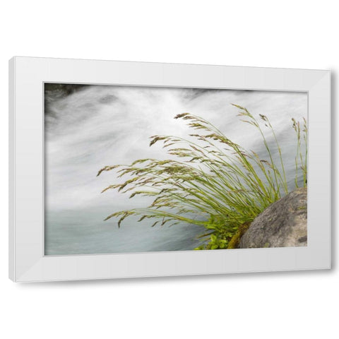 WA, Mount Rainier NP Grass and rushing water White Modern Wood Framed Art Print by Paulson, Don