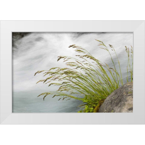 WA, Mount Rainier NP Grass and rushing water White Modern Wood Framed Art Print by Paulson, Don